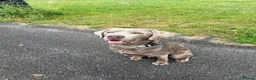 Labrador Retriever dogs for stud: STUNNING SILVER LABRADOR AVAILABLE FOR STUD in Sheffield - Advert 9
