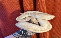 Python Snake reptiles for sale: Royal Python - Image 4