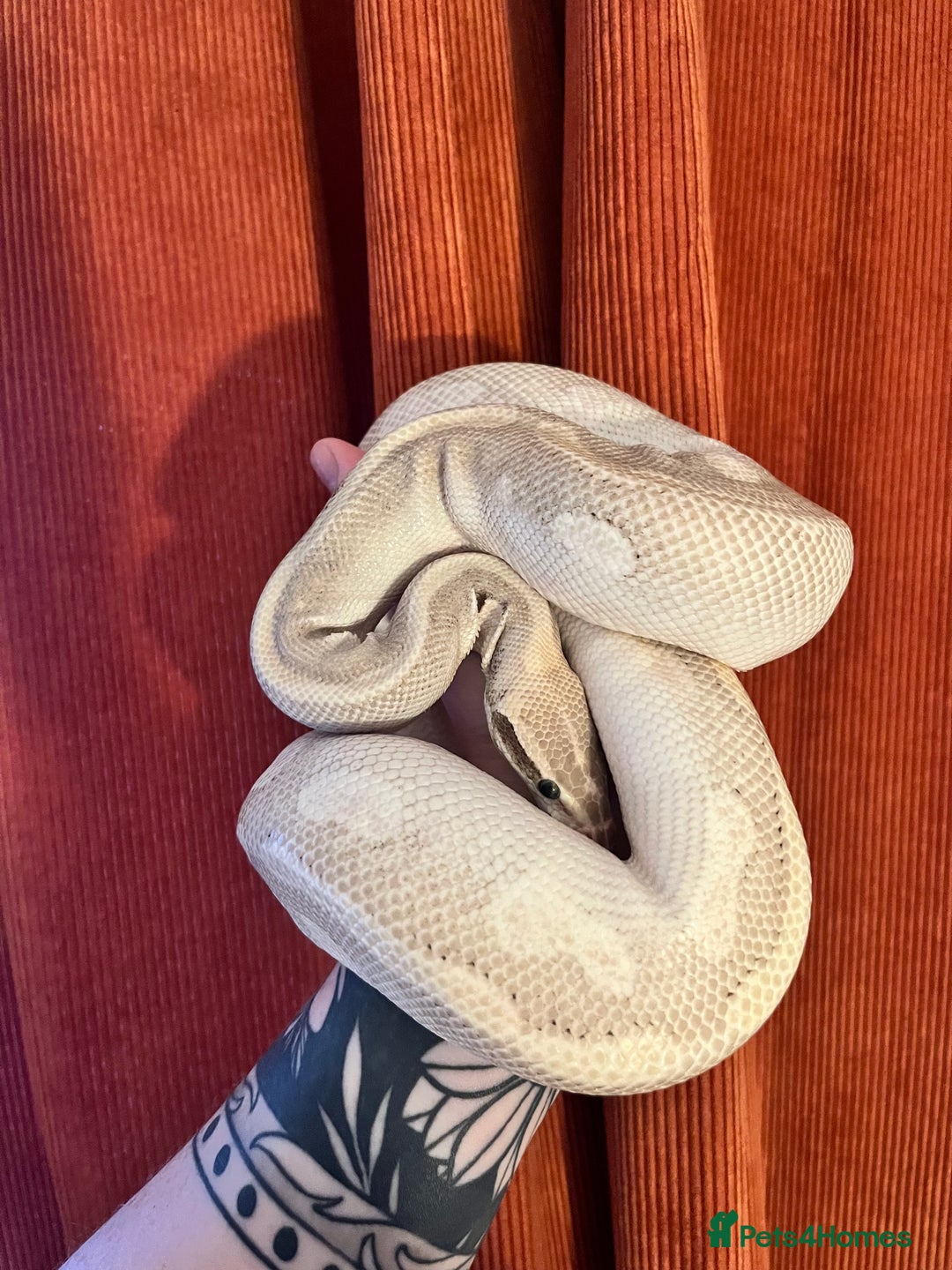 Python Snake reptiles for sale: Royal Python - Image 4