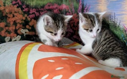 British Shorthair cats for sale: British Short Hair x Domestic Short Hair - Image 2
