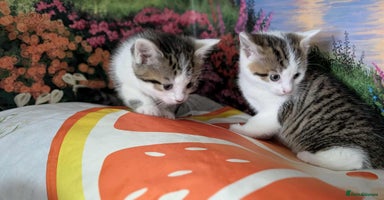 British Shorthair cats - Advert 8
