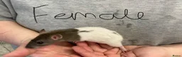 Rat rodents for sale: Baby rats - Advert 5