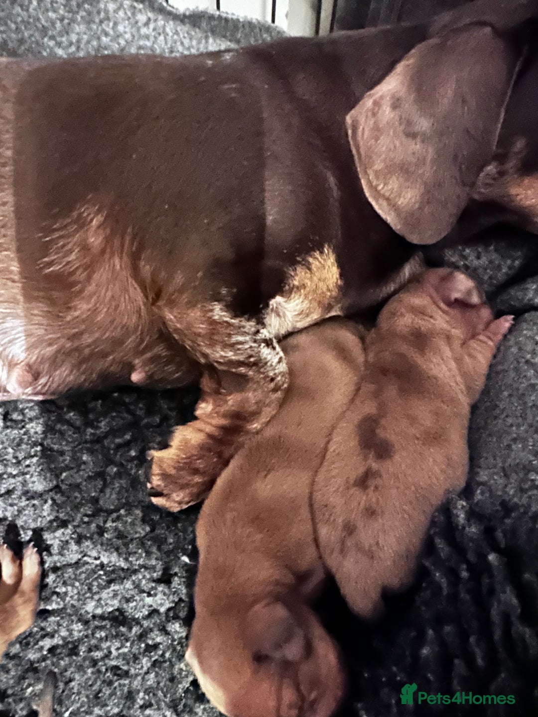 Miniature Dachshund dogs for sale: KC  miniature daschund  - Image 4