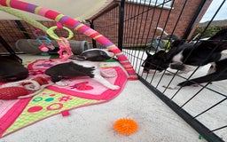 Boston Terrier dogs for sale: KC  Registered 🐕❤️🏠 Puupy 🐕💙🏠Boston Terrier  - Image 12