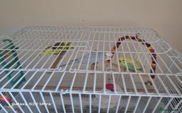 Budgerigars birds for sale: Budgerigars - Image 1