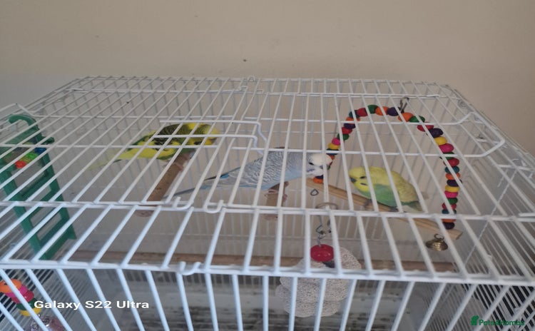 Budgerigars birds - Advert 1