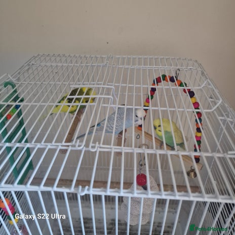 Budgerigars birds - Advert 4