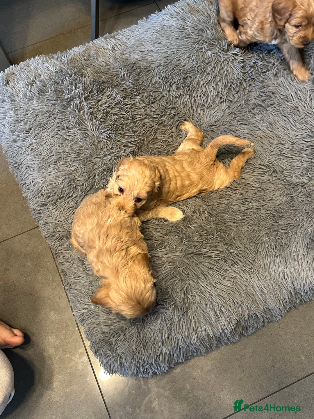 Cockapoo dogs for sale: F1 cockerpoo puppies  - Advert 4