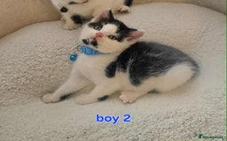 Mixed Breed cats for sale: Adorable kittens mixed breed - Image 4