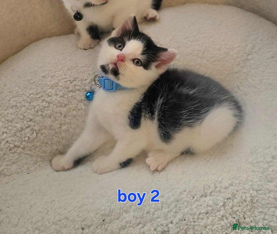 Mixed Breed cats for sale: Adorable kittens mixed breed - Image 4