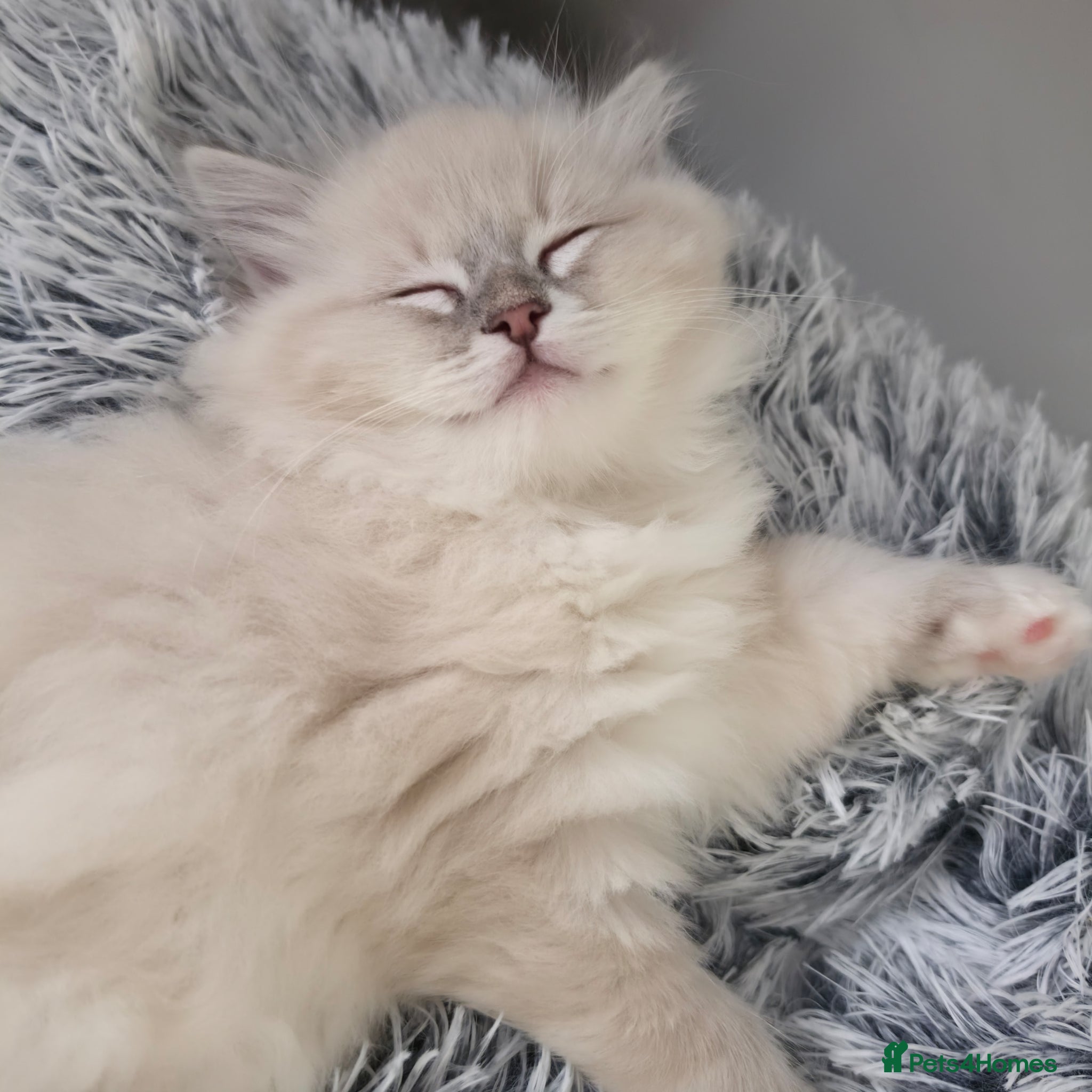 Ragdoll cats 🩷TICA registered Ragdolls🩷 - Advert 2