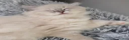 Ragdoll cats for sale: 🩷TICA registered Ragdolls🩷 - Advert 3