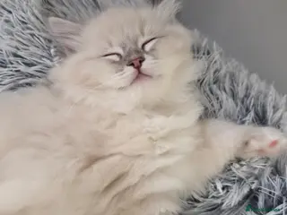 Ragdoll cats 💖TICA registered Ragdolls💖 - Advert 3
