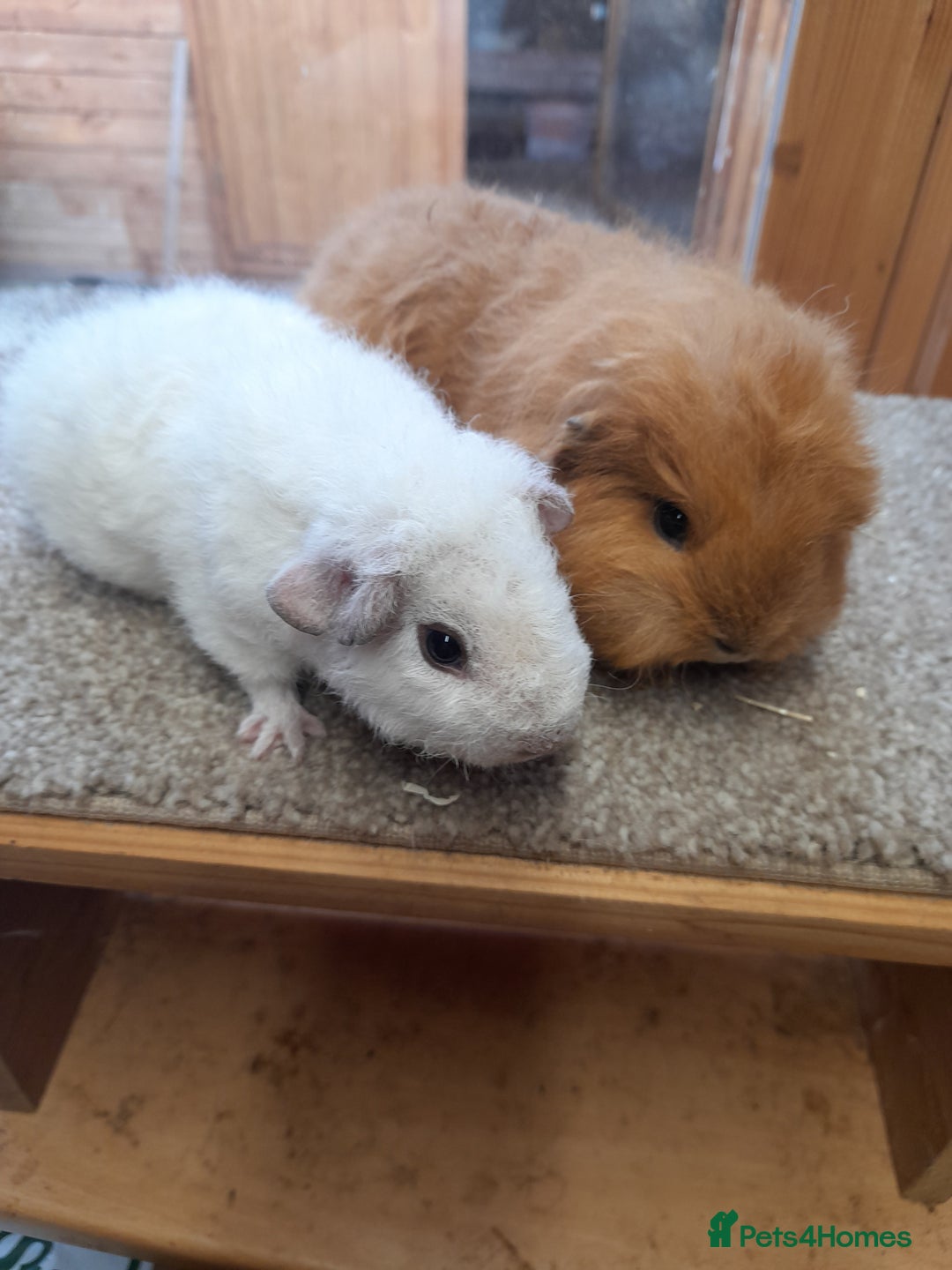 Guinea Pig rodents for sale: Guinea pig swiss and teddy brothers available  - Advert 5