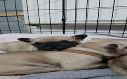 French Bulldog dogs for sale: Standard KC french bulldog litter.  - Image 4