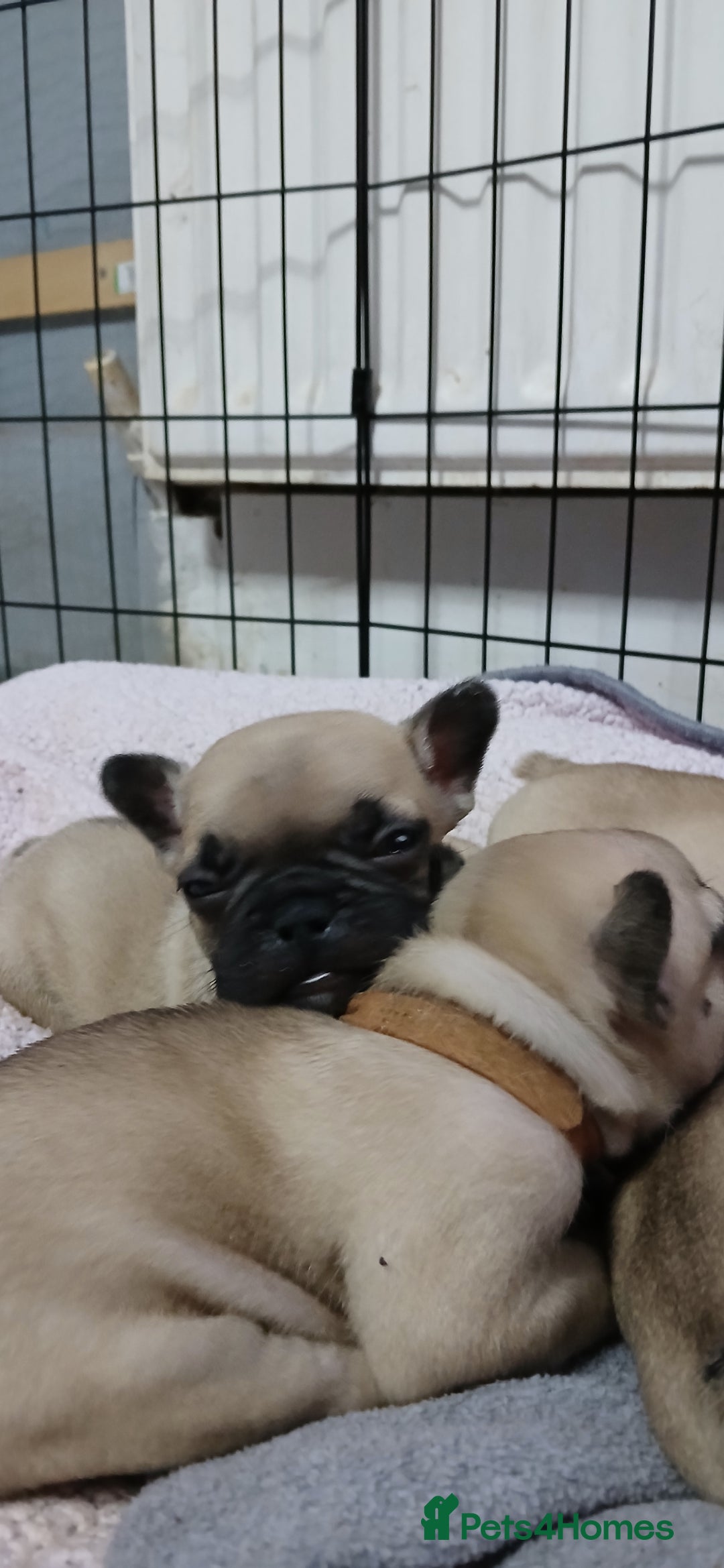 French Bulldog dogs for sale: Standard KC french bulldog litter.  - Image 4