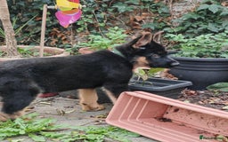 German Shepherd dogs for sale: German Shepherd Puppy (4 months old) - Image 5