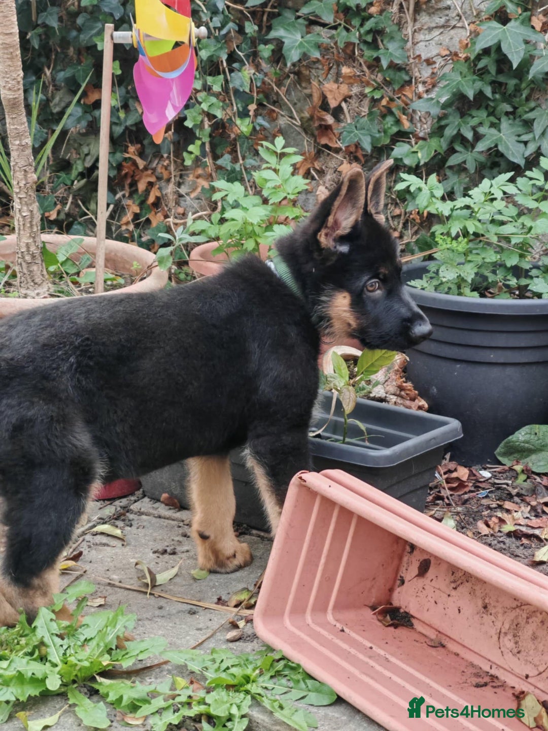 German Shepherd dogs for sale: German Shepherd Puppy (4 months old) - Image 5
