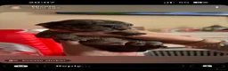 Frug dogs for sale: 🐶 Beautiful Frug puppies 🐶  - Advert 29