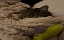 Domestic Shorthair cats for sale: Meet lilly 3 years old - Image 1