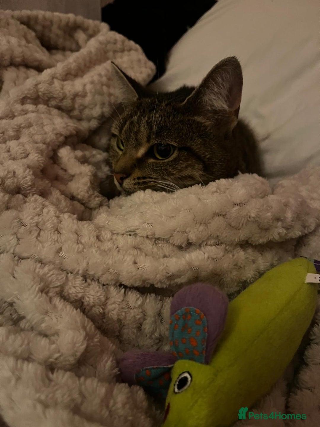 Domestic Shorthair cats for sale: Meet lilly 3 years old - Image 1