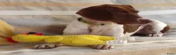 Mixed Breed dogs for adoption: Flora the sweet 4 year old pointer X  in East Grinstead - Advert 4