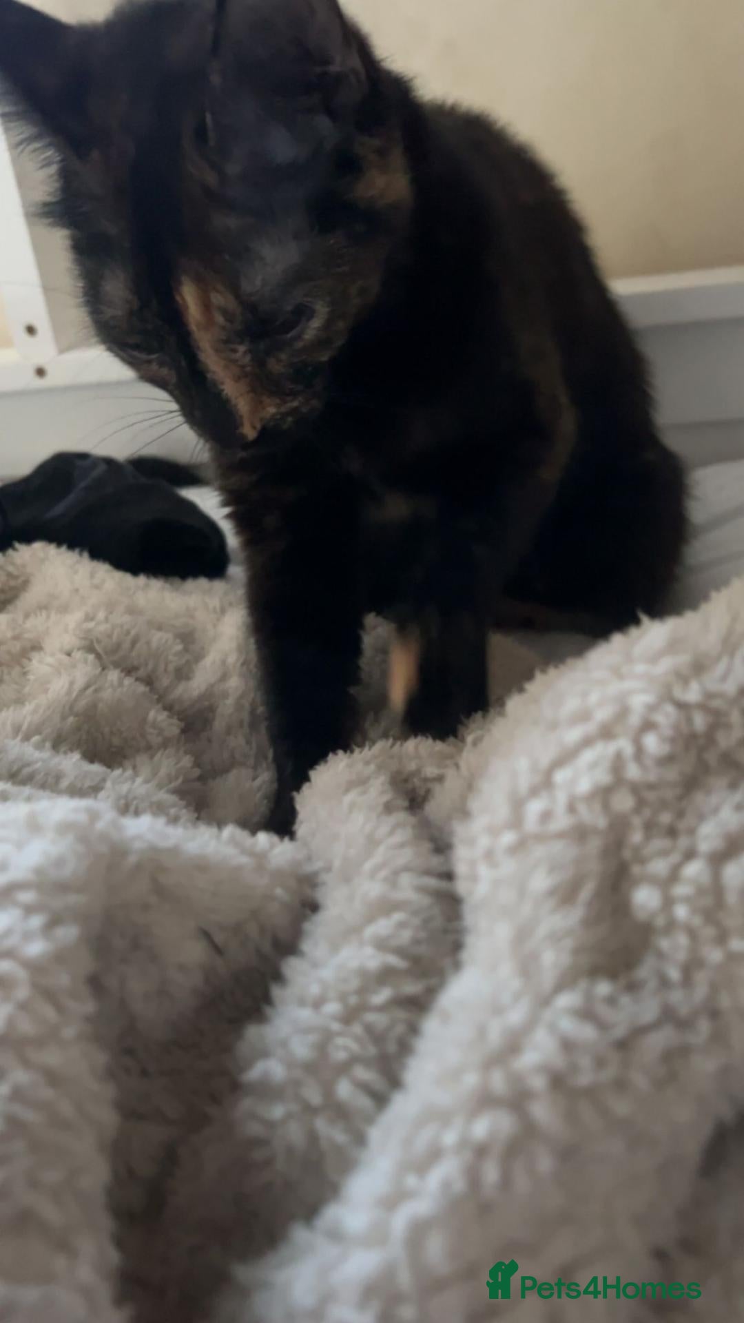 Mixed Breed cats 3 beautiful boy kittens ready to go. - Advert 1