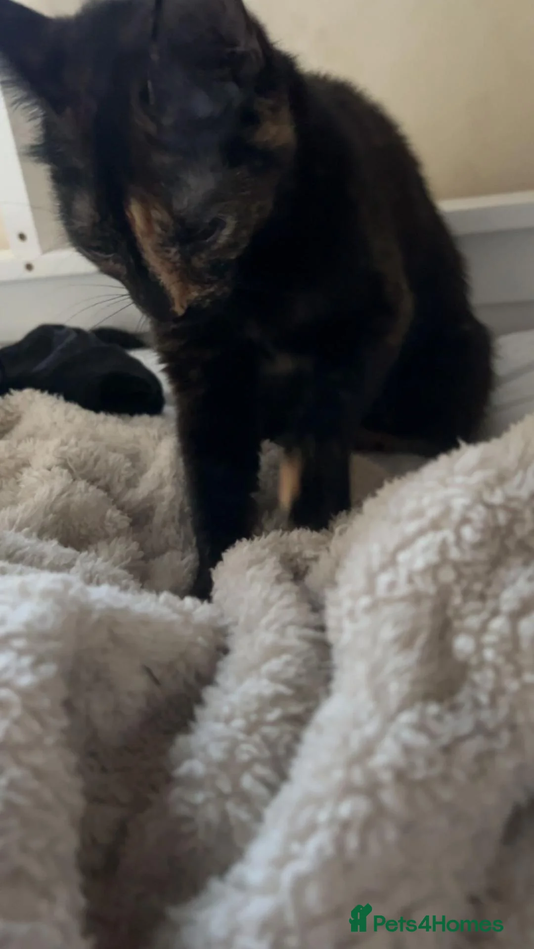 Mixed Breed cats for sale: 3 beautiful boy kittens ready to go. - Advert 1