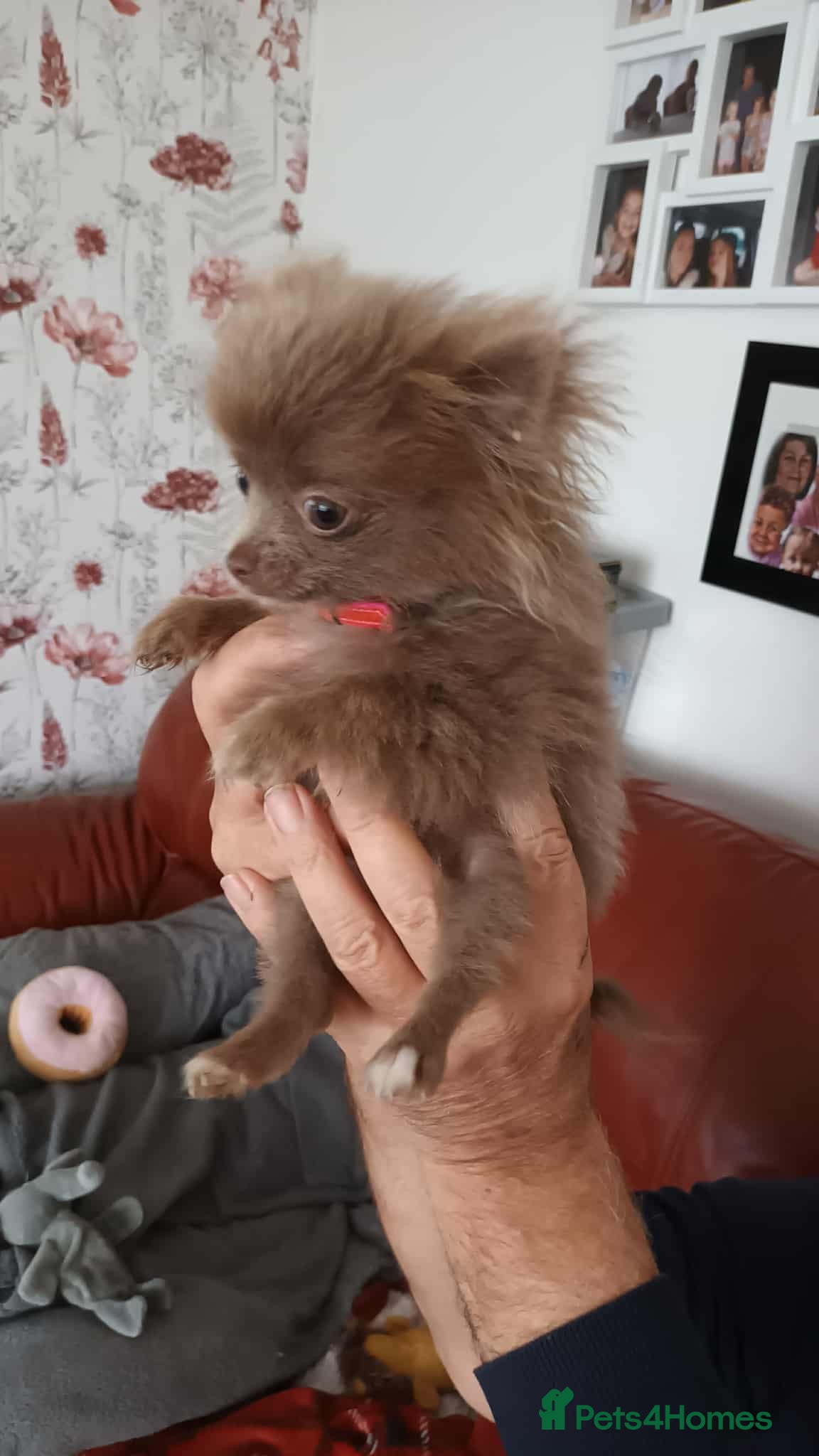 Pomeranian dogs for sale: 4 boy pomeranian, Russian line - Advert 3