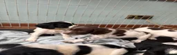 English Springer Spaniel dogs for sale: Springer spaniel puppies - Advert 9