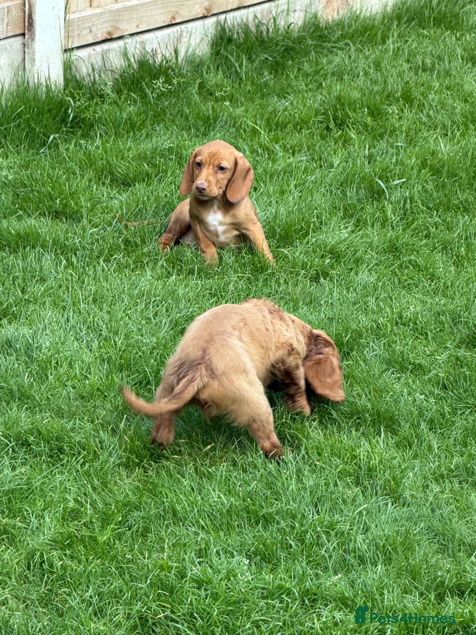 Mixed Breed dogs for sale: Beautiful Cockzler Puppies  - Advert 2