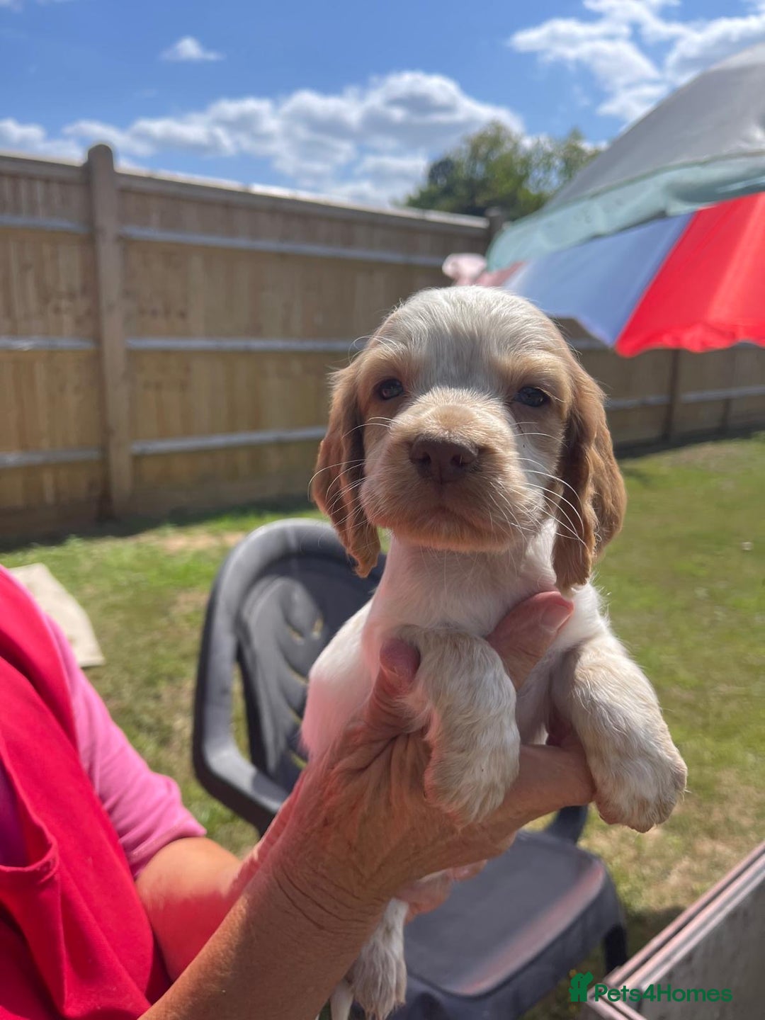 Cocker Spaniel dogs for sale: Show Cocker Spaniels 🐶🐾 in Maidstone - Image 9