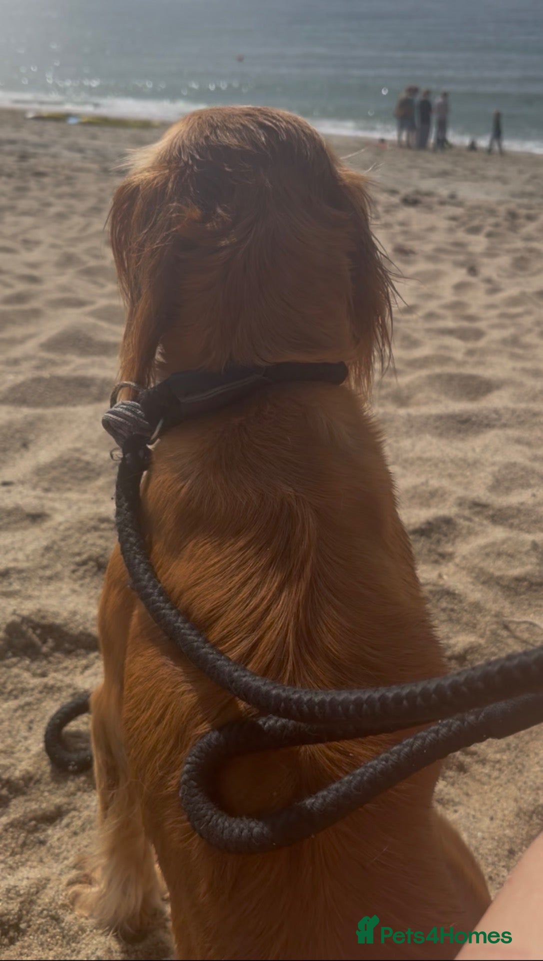 Cocker Spaniel dogs 🤎 Raised with knowledge. Raised with love - Advert 1