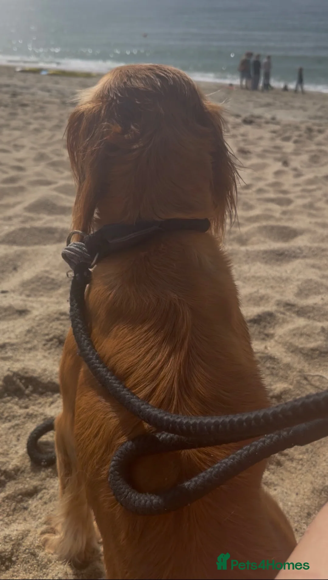 Cocker Spaniel dogs for sale: 🤎 Raised with knowledge. Raised with love - Advert 1