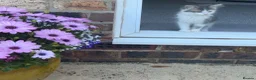 Domestic Shorthair cats for sale: Male kitten approximately 5 weeks  in Stoke-on-Trent - Advert 4