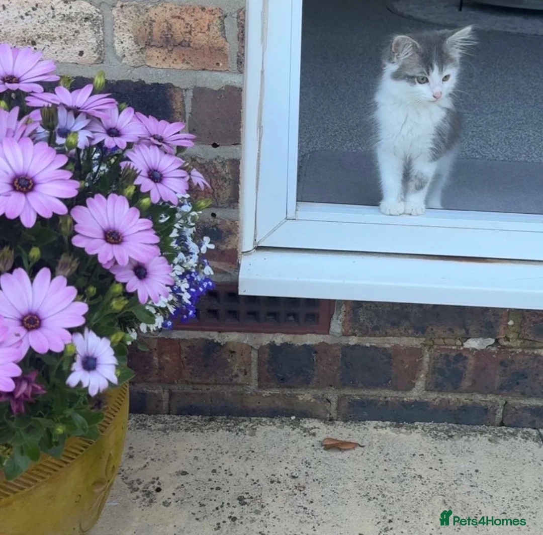 Domestic Shorthair cats for sale: Male kitten approximately 5 weeks  in Stoke-on-Trent - Advert 4