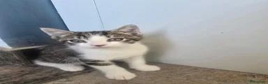 White & Tabby Cat