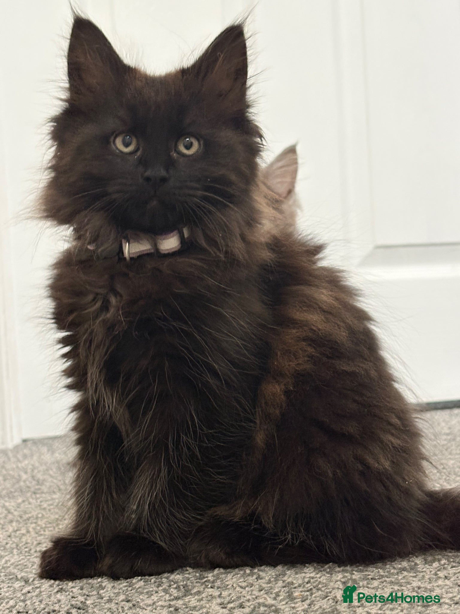 Mixed Breed cats Stunning Maine Coon x Ragdoll Kittens  - Advert 2