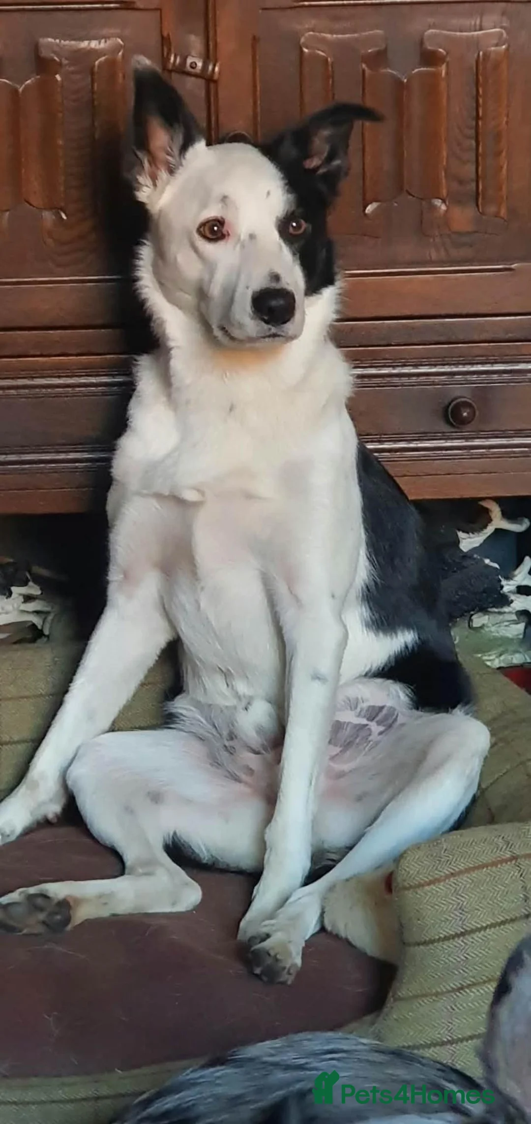 Border Collie dogs for sale: Border collie 4 years old in Crook - Advert 1
