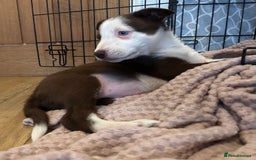Border Collie dogs for sale: Beautiful sheepdog pups - Image 16