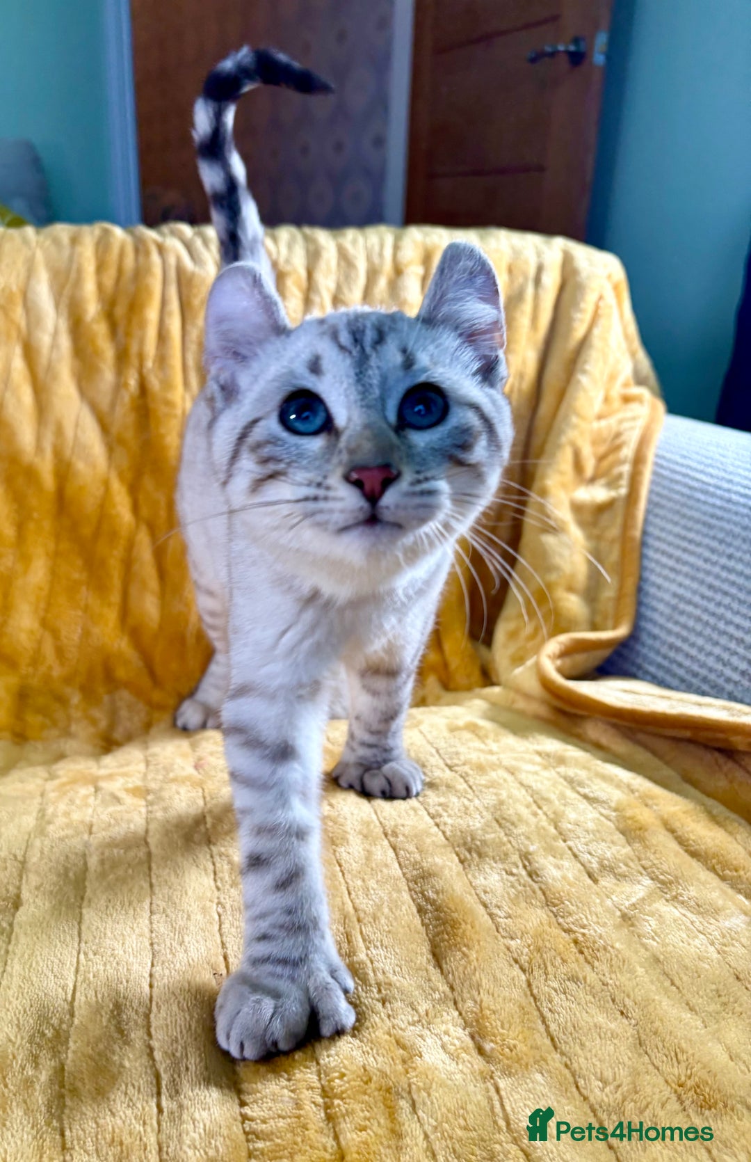 Keetso cats for sale: Superb polydactyl curled eared girl - Advert 6