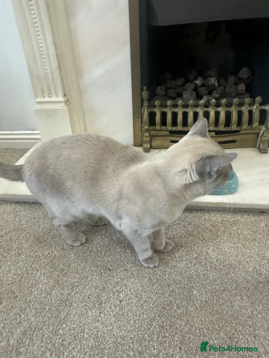 Burmese cats for sale: Beautiful male pedigree Lilac Burmese kitten - Advert 4