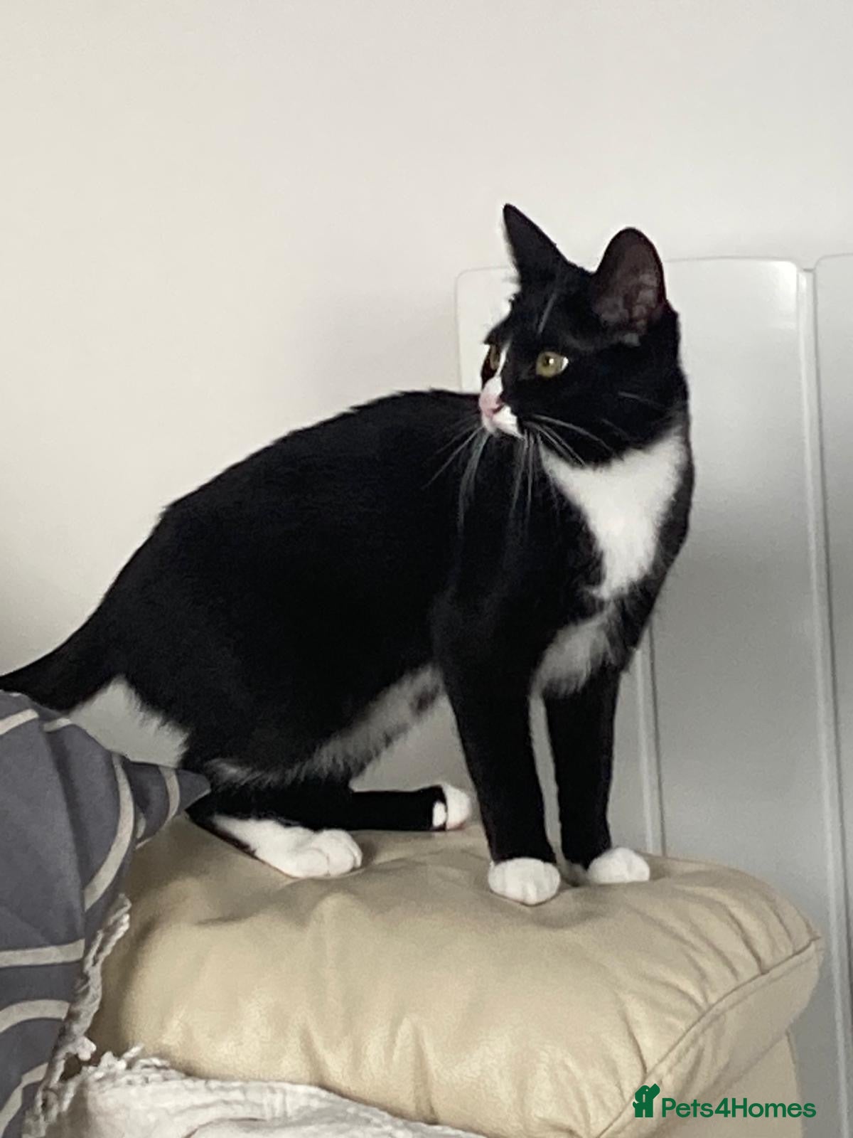 British Shorthair cats Black and white domestic female  - Advert 5