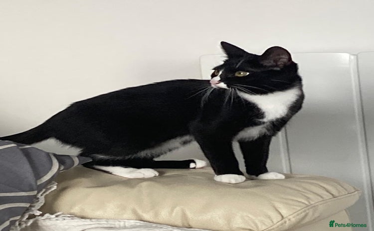 British Shorthair cats - Advert 7