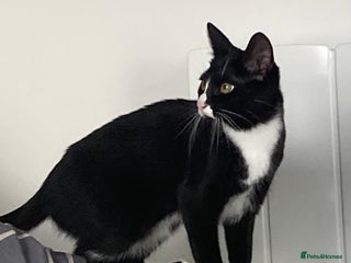 British Shorthair cats - Advert 6