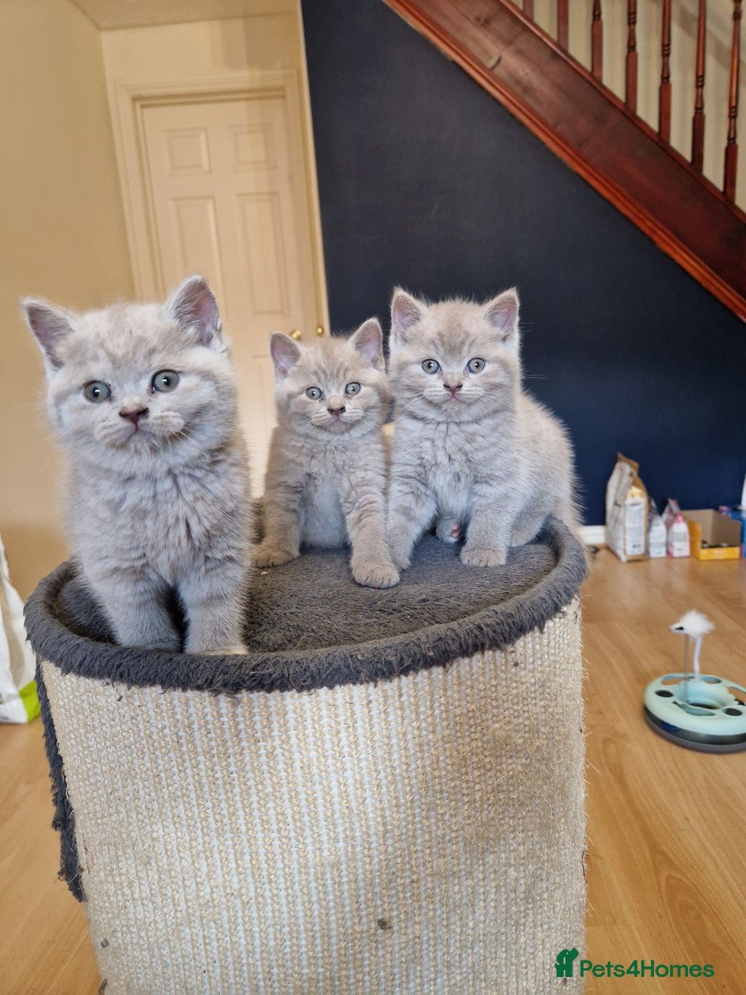 British Shorthair cats for sale: British Shorthair Kittens  - Image 13