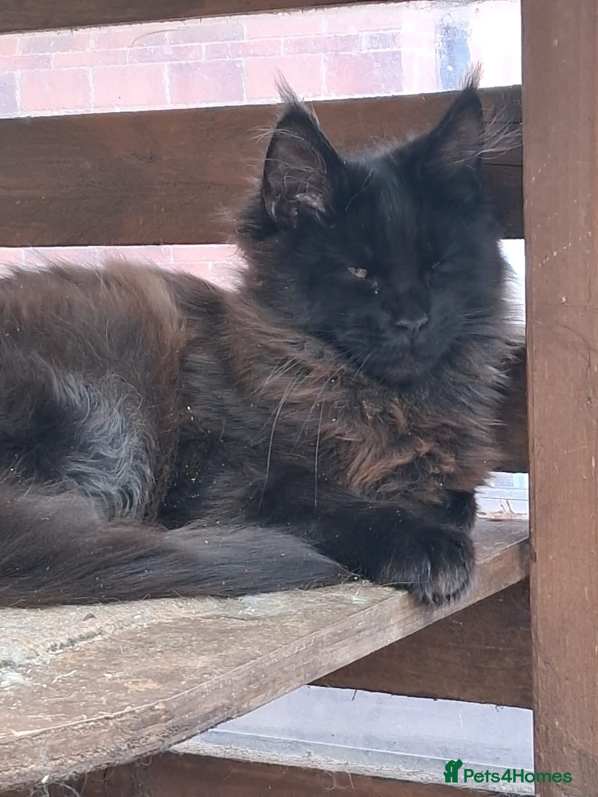 Maine Coon cats Maine Coons XL - Advert 9