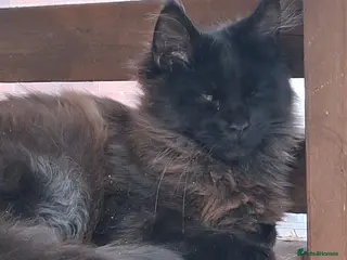 Maine Coon cats Maine Coons XL - Advert 9