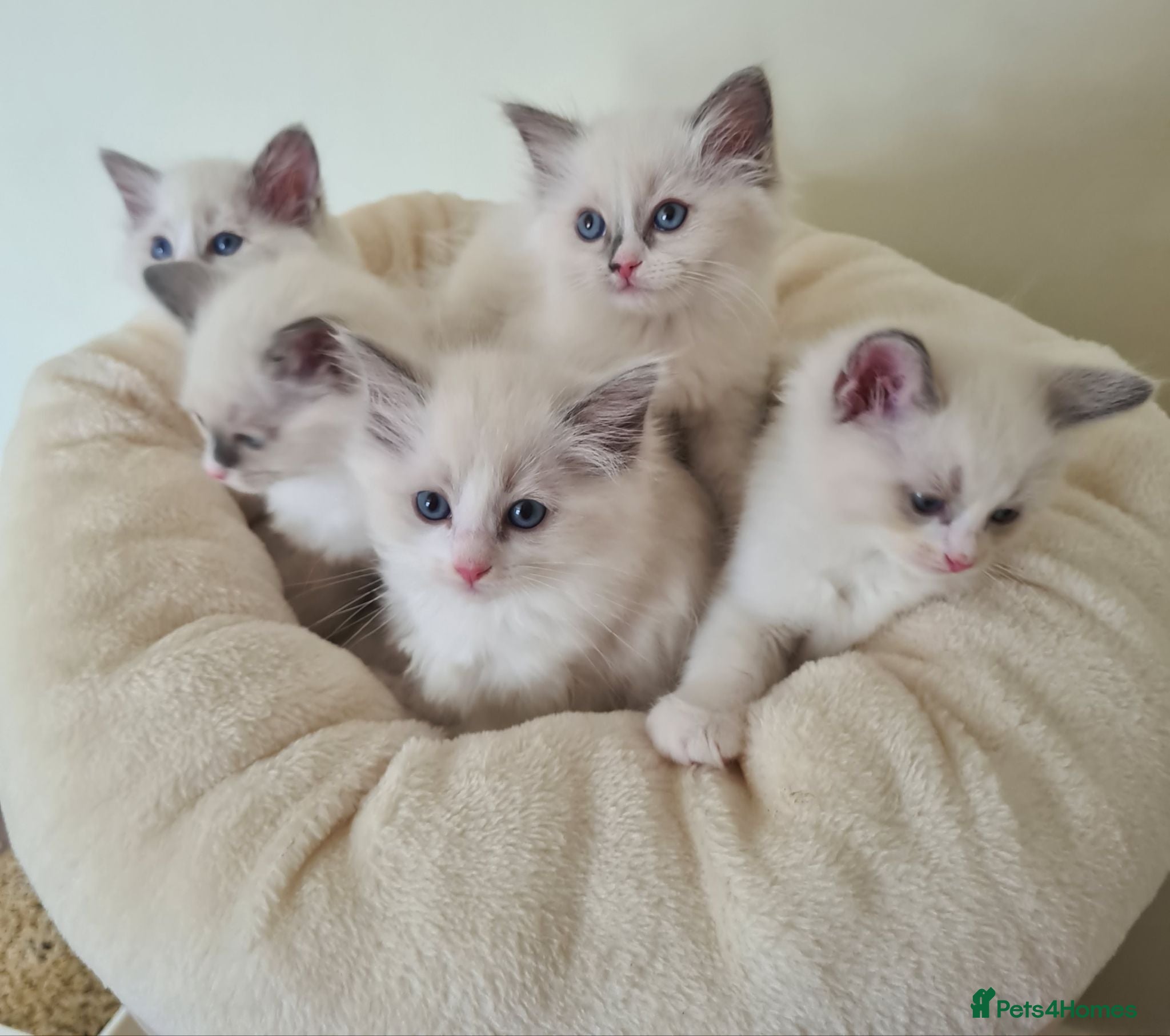 Ragdoll cats Gorgeous pure bread ragdoll kittens - Advert 13