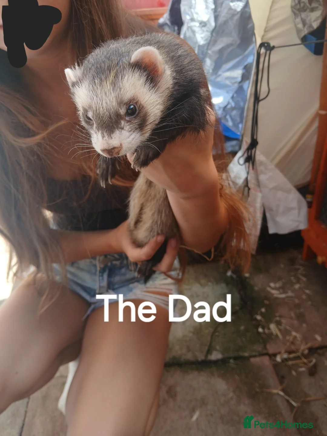 Ferret rodents for sale: Baby Ferret kits look at description!  - Advert 1